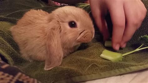 What veggies can bunnies eat. Our bunny eating veggies - YouTube