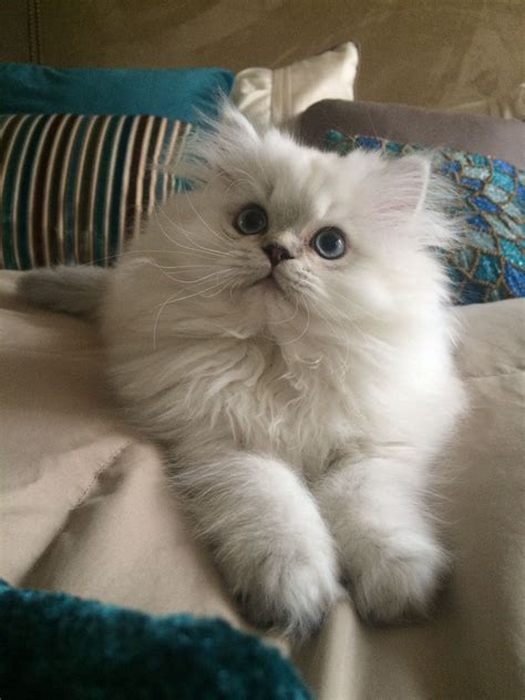 The persian is a docile, gentle, affectionate cat. Persian Kittens For Sale Near Me - Pets Ideas
