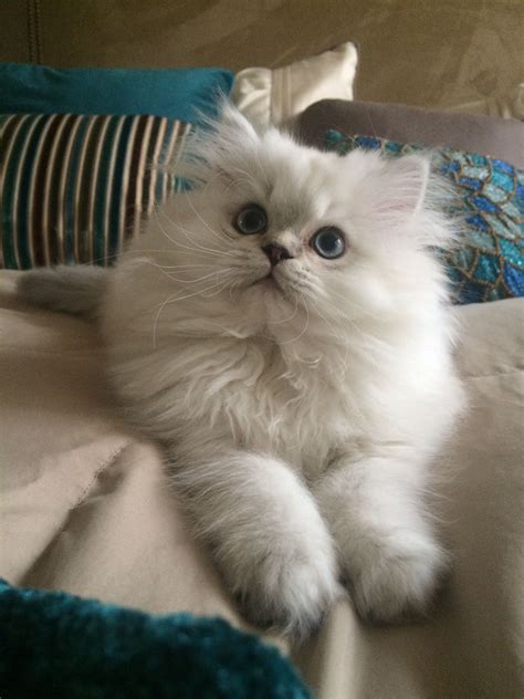 You know that a persian cat his locked somewhere in a cage and you must rescue it quickly. Persian Cat For Sale Near Me - Pets Ideas