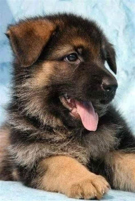 Don't panic if your young gsd puppy's ears are doing funky, wobbly things that don't quite fit into how old was your german shepherd puppy when its ears finally stood up? German Shepherd Puppies Illinois Hoobly - Bmoshow Blog