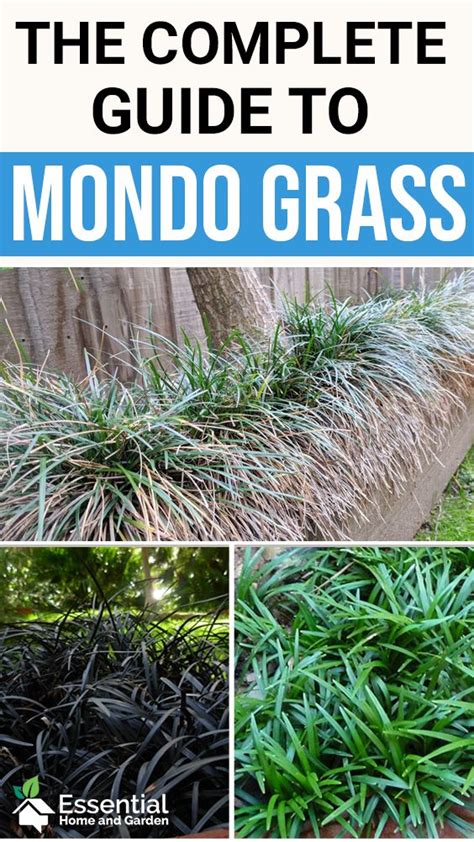 Here you may to know how to plant mondo grass border. Mondo Grass - How To Grow It, How To Care For It And More! | Mondo grass, Ornamental grass ...