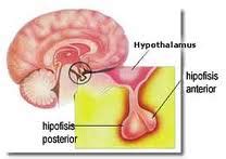 Misalnya oksitosin, yang dilepaskan dari lobus posterior kelenjar hipofise, menyebabkan kontraksi uterus. Kelenjar Hipofisis Macam dan Fungsi Hormon