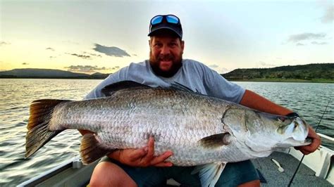 The.secretary@cvnfsa.org.au callide valley native fish stocking association is on facebook. AMAZING PICS: The biggest barra hooked at Lake Callide ...