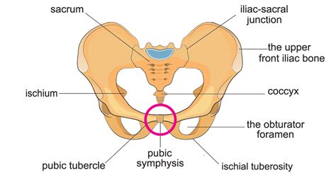Tetraplegia and paraplegia spinal neural disorder medical vector illustration diagram with female back bone cross section. How to Train Clients with Symphysis Pubis Dysfunction ...