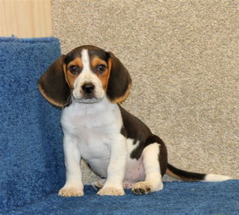 Lucy is fantastic with other pets. Beagle puppies for sale FOR SALE ADOPTION from Toronto ...