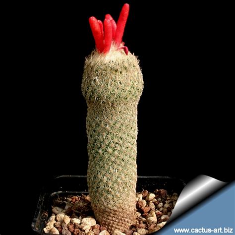 Cactus spines may have a variety of functions, including defending the plant from predators, providing shade and collecting water from fog. Epithelantha micromeris var. rufispina