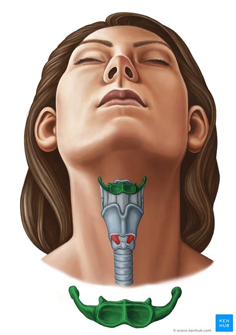 The clavicle, or collarbone, lies horizontally at the root of the neck. Hyoid bone: Anatomy and function | Kenhub