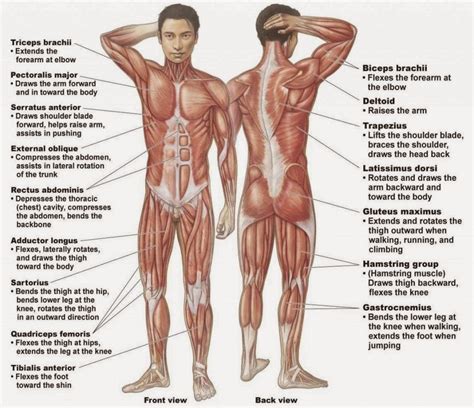 This section explores the different types of muscles in our body and their involvement in sporting activities. Muscular System Labeled | Anatomy Picture Reference and ...