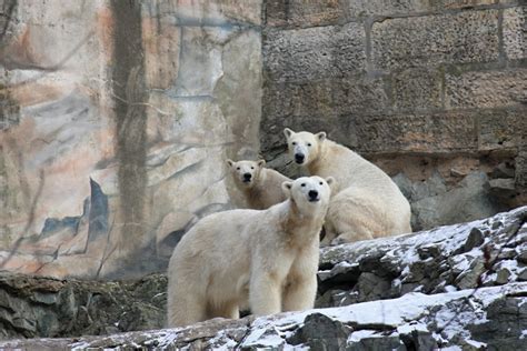 Lední medvěd je velký druh medvěda typický pro severní polární oblasti. Medvěd lední | Zoo Brno