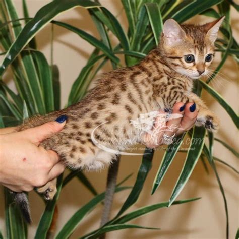 F3 Savannah Kittens for Sale | Savannah Cat Breed