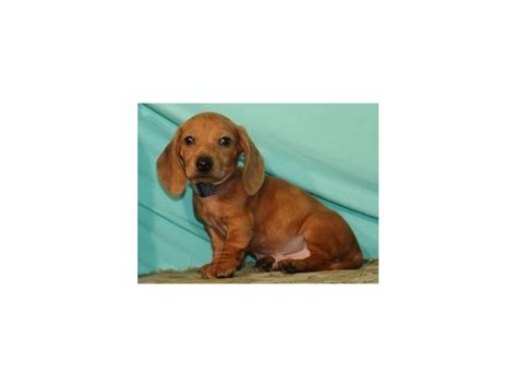 Buy and sell almost anything on gumtree classifieds. Dachshund-DOG-Male-Red-2729859-Petland Katy