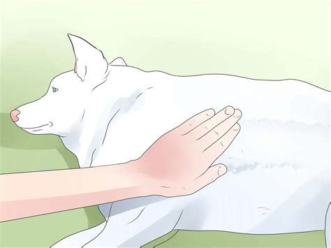 Find deals on products in dog supplies on amazon. 5 Ways to Make Your Dog Smell Better - wikiHow