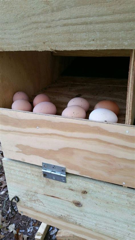 Check spelling or type a new query. Egg Roll-Out Nesting Box. Egg Catcher, Egg Trap, Egg ...