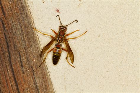 You may have heard about spiders called the sun spider or the wind scorpion. Paper Wasps - Economy Exterminators