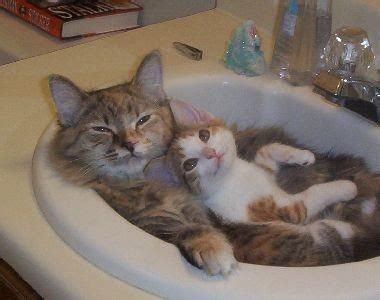 Kenapa Kucing Berak Cair Hijau