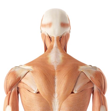 It comprises the vertebral column (spine) and two compartments of back muscles; Muscle Anatomy for Coaches - Macclesfield Strength and ...
