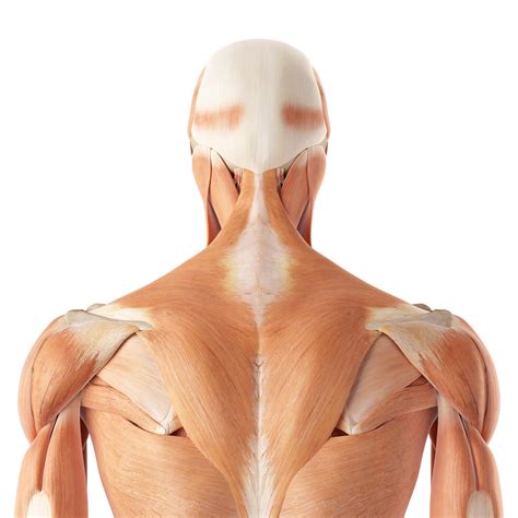 Upper back pain is most commonly caused by muscle irritation or tension, also called myofascial pain. Muscle Anatomy for Coaches - Macclesfield Strength and ...