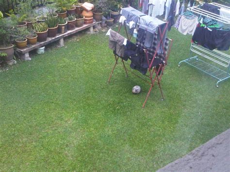 Di halaman rumah seperti dalam pasu bunga, rumput karpet, bawah kereta, atas. Yunus Badawi: Petua Nak Elakkan Kucing Jiran Berak Di ...