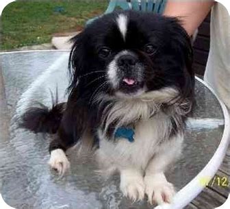 The pekingese shih tzu mix is a fascinating little dog. Lucky | Adopted Dog | Bloomsburg, PA | Shih Tzu/Pekingese Mix