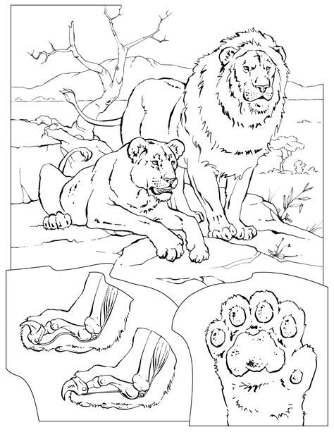 All lion coloring pages are free and printable. Coloring Pages - Wildlife Research & Conservation