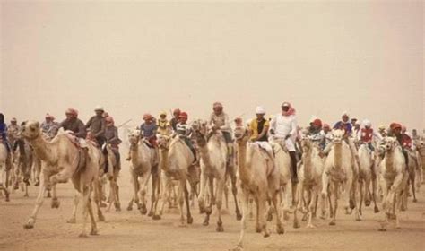 Every year, child jockeys are hurt in the camel races, sometimes very seriously. Camel Racing in Saudi Arabia - Saudi Arabia Affairs