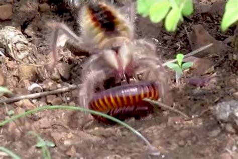 They are more dangerous than a camel spider ( they bite you, your paralysed and they eat your skin). Watch: Camel spider grapples with a millipede | Predator ...