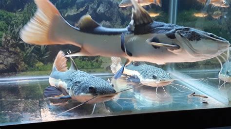 Red tail catfish (RTC) makan ulet Jerman - YouTube