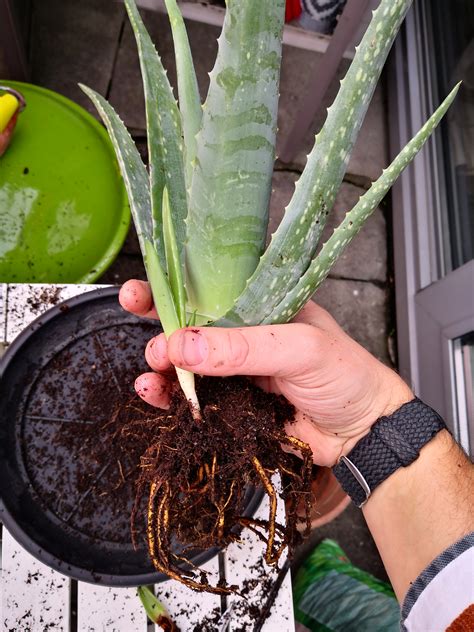 Aloe vera (aloe barbadensis) is a popular medicinal plant. Where Can I Buy Aloe Vera Plant In Dublin - Plantă Blog