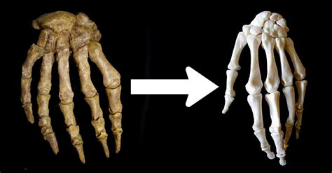 David tmx tape des nains. L'évolution de la main humaine aurait pu être influencée ...