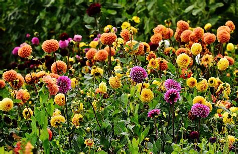 In diesem video erfährst du, in welchem zeitraum man blumenzwiebeln wie tulpen, narzissen, hyazinthen und kaiserkronen pflanzen sollte. 55 HQ Photos Wann Dahlien Pflanzen - Dahlien pflanzen ...