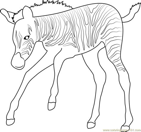 Make a coloring book with zebra adorable for one click. Baby Zebra Up Coloring Page for Kids - Free Zebra ...