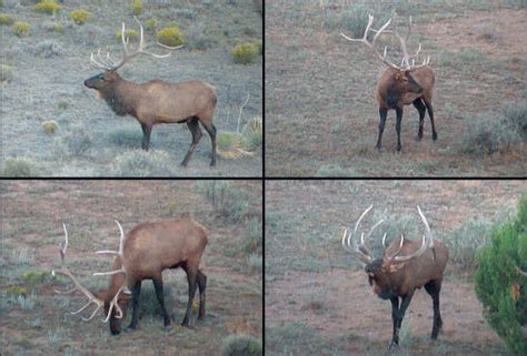 This is a really good hillside in the early season before bucks are pressured. Field Judging Elk and Scoring Elk Antlers 2 - Jay Scott ...