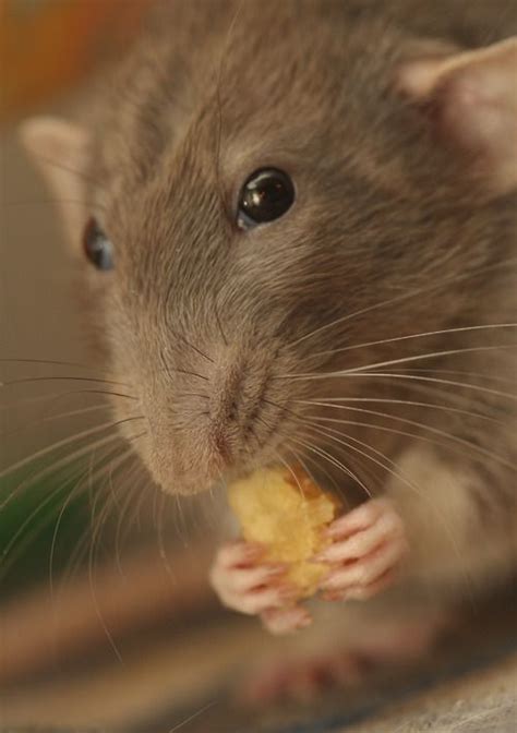 Most rat pet lovers love the dumbo rats' adorable expression which is created by their smaller lower jaw compared to other rats. Rat!!! | Cute rats, Pet rats, Rats