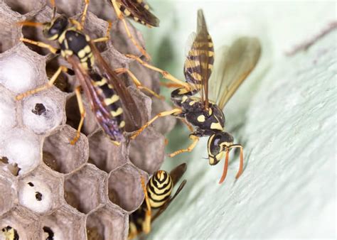 Der vorgang dauerte 2 tage. Dangerous Phoenix Pests - Budget Brothers Termite
