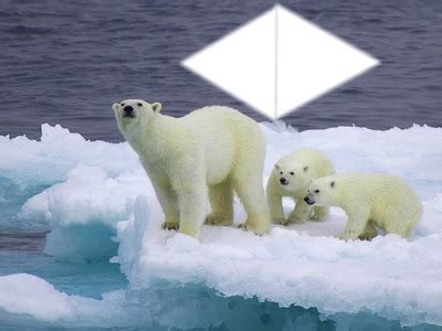 Quant à la population des ours polaires censés être dramatiquement menacés par les ours polaires pourraient amener avec eux des pathogènes dangereux pour les espèces locales. Ours Polaire Sur Une Image De Plage Montage - Pewter
