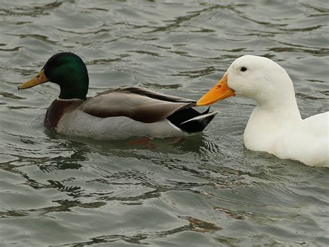 Palmer imported this fine breed to america not long after. American Pekin Duck - DFW Urban Wildlife