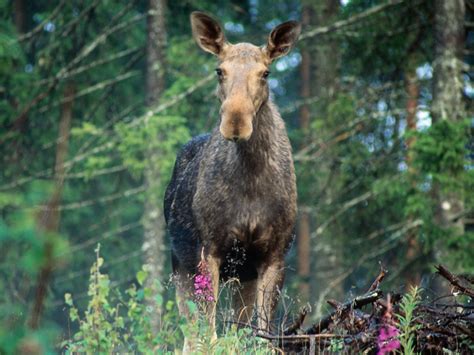 Loaded with 180 grain bullets, you can take on any north american game. Traveltip met kids: de 5 mooiste dierentuinen in Zweden ...