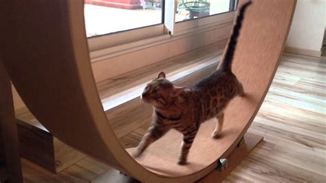 Wet coughs, mucus, hairballs, and more felines are curious creatures. Bengal Cat Wheel - YouTube