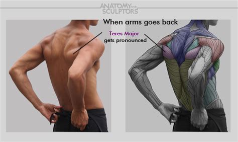 Dinding menutupi, melindungi, mengolah, dan memelihara tanah ini. Teres Major muscle by anatomy4sculptors on DeviantArt