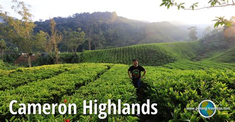 Cameron highlands travel tips helps you plan and prepare for a holiday in malaysia's largest highland destination, cameron highlands (gps cameron highlands are located about 20 km east of ipoh and about 150km north of kuala lumpur. Cameron Highlands Travel Tips