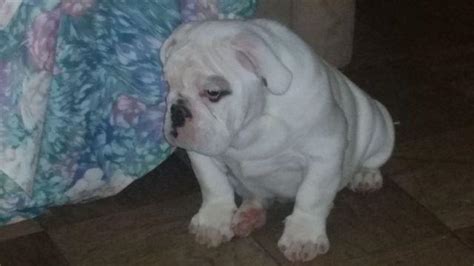 Listing of american bulldog puppies for sale, american bulldog breeders, american bulldog kennels, and american bulldog stud service. AKC CHAMPION SIRED SHOW QUALITY ENGLISH BULLDOG PUPPY FOR ...