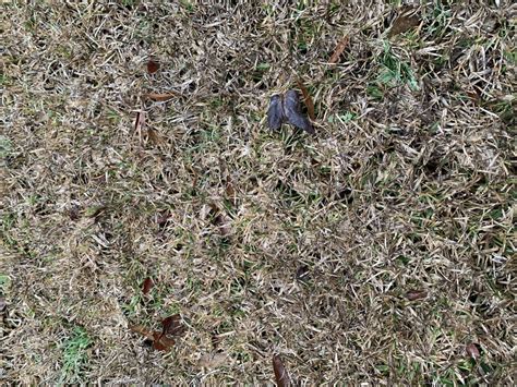 We did not find results for: Dormant Grass ID - The Lawn Forum