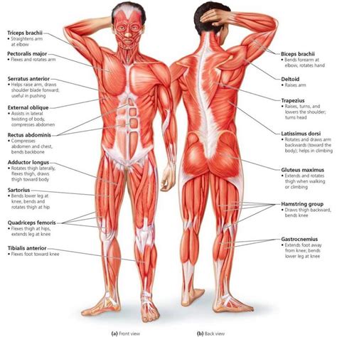 Illustration about bodybuilding and anatomy. Basic Muscles Of The Body 10 Major Muscles Of The Human ...