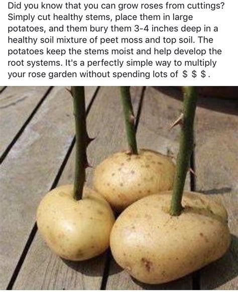 So, how do you make your own cactus soil? Pin by Gail Hawkins on Roses | Roses in potatoes, Rose ...