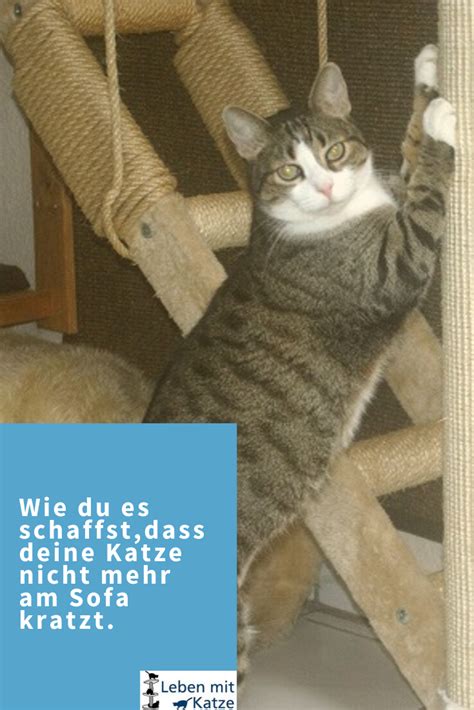 Dann zeigt sie im wahrsten sinne des wortes die krallen, um dich spielerisch herauszufordern. Deine Katze kratzt am Sofa? Erziehungstipps | Katzen ...