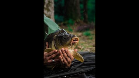 Not only does it offer great fishing, it also has panoramic views of the northern fells and the scottish hills to beautifully frame your. The estate lake, carp fishing in France 🇫🇷 - YouTube