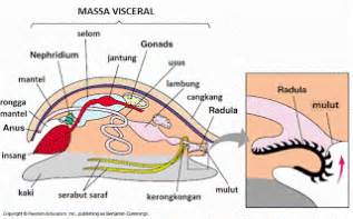 Hewan vertebrata juga memiliki sistem saraf pusat dan sistem saraf tepi. Berbagi Ilmu: Makalah Sistem Saraf Invertebrata