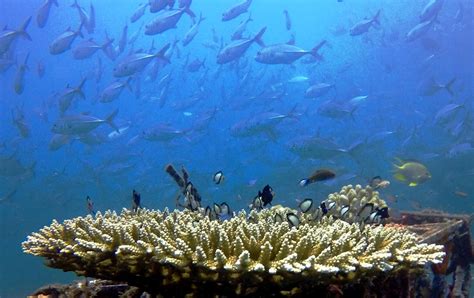 Terumbu karang memiliki kemampuan untuk memproduksi oksigen sama seperti fungsi hutan di daratan, sehingga menjadi habitat yang nyaman bagi biota laut. Foto: Terumbu Karang Perairan Banyuwangi - Destinasi ...
