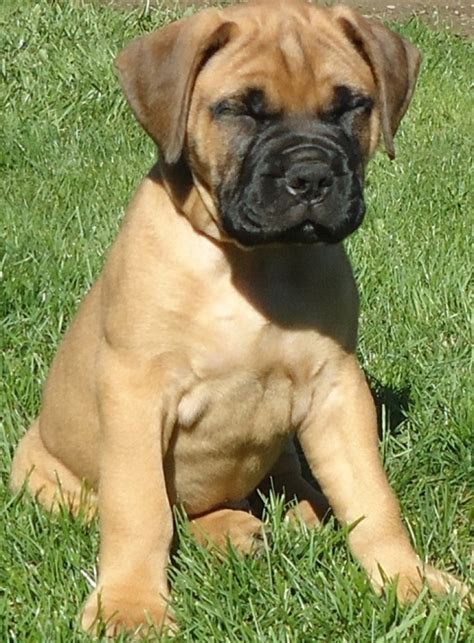 Advice from breed experts to make a safe choice. Good Boxer Puppies for Sale 505xx652xx7165 | Handmade Michigan