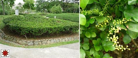 Eugenia adalah semak yang dapat dilatih sebagai pohon hias kecil, meskipun beberapa tukang kebun memilih untuk menanamnya dengan cara. PLANTS FOR HEDGE AND TOPIARY / POKOK PAGAR DAN POKOK BOLIH ...